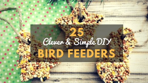 diy bird feeders