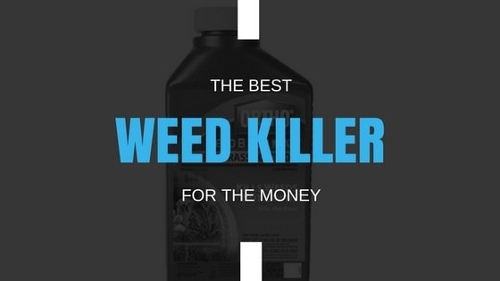 Best Weed Killer