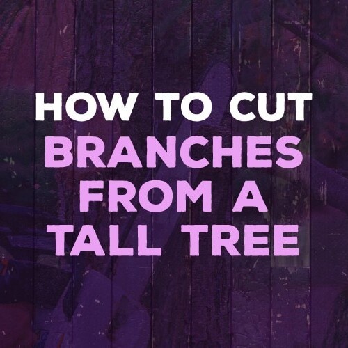 how to cut branches from a tall tree