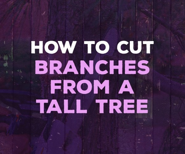 how to cut branches from a tall tree