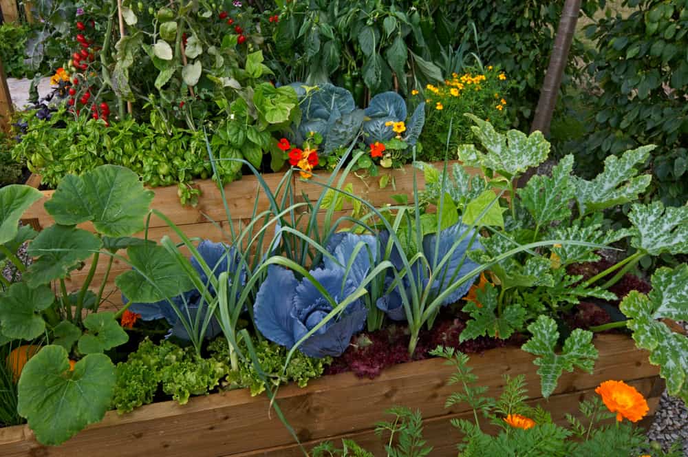 blue plants raised gardens