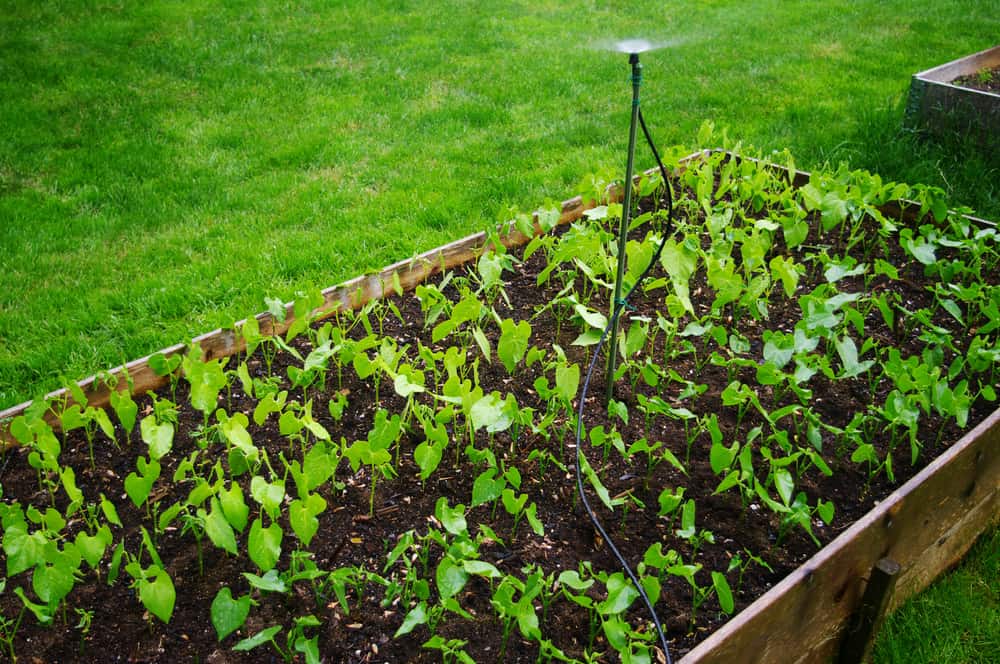 dark soil low garden