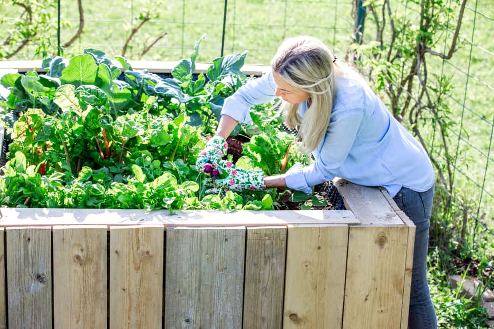 working in raised garden