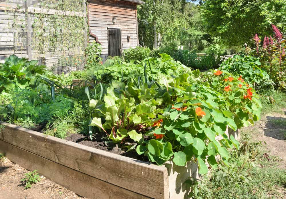 two plank ivy garden