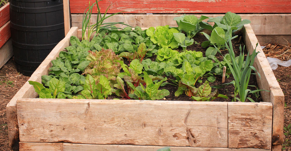 simple wood raised garden