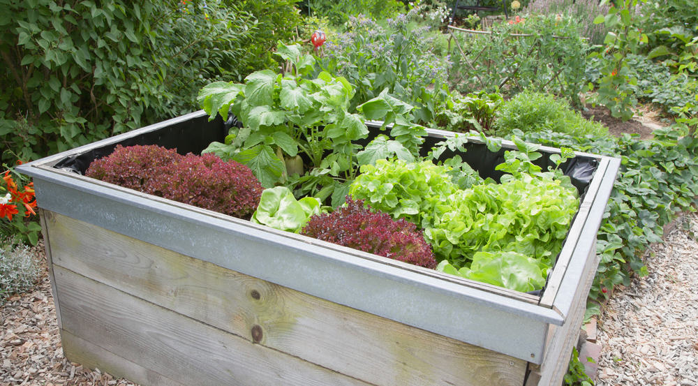 lipped raised garden
