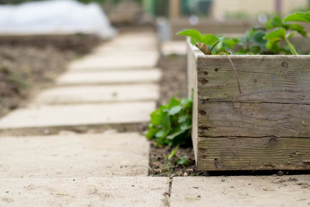 stepping stones around garden