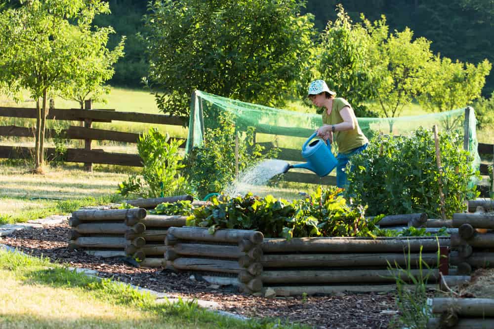 watering can raised gardens