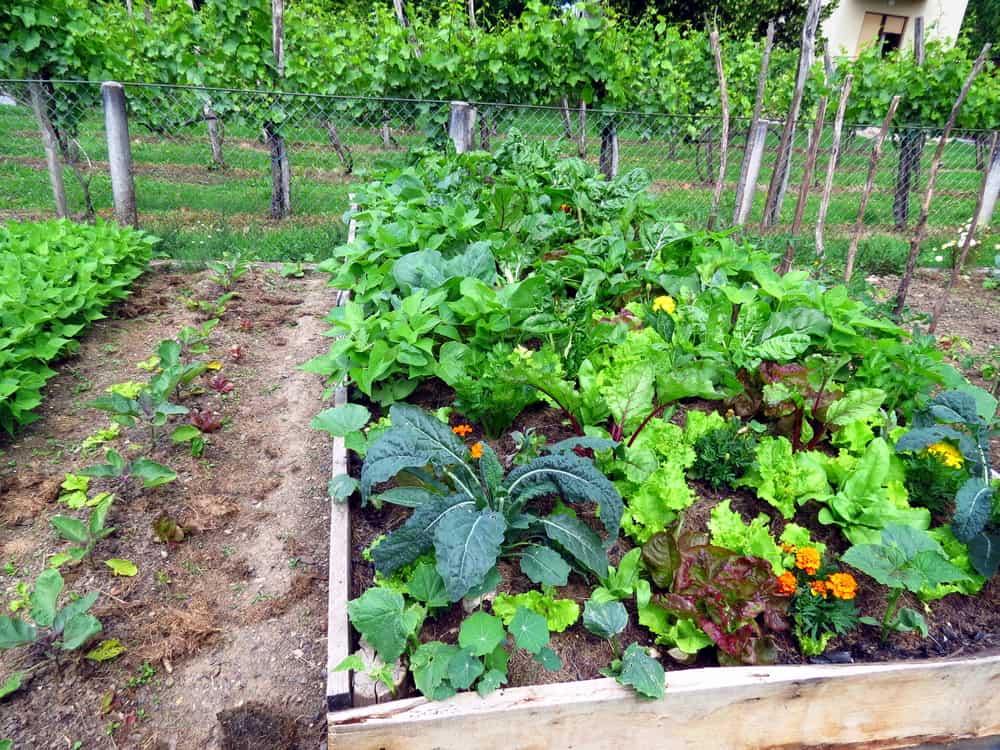 long raised garden