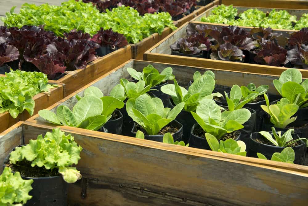 separate boxed gardens