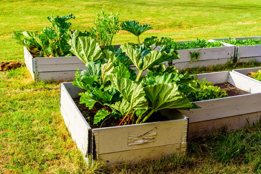 square garden leafy plants