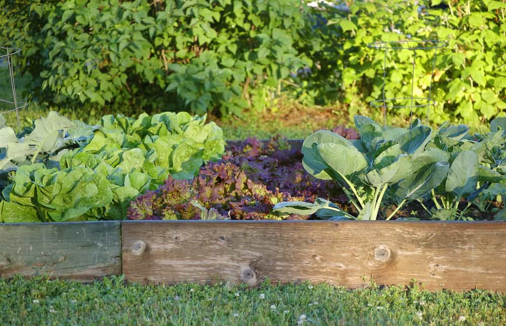 low single plank raised garden