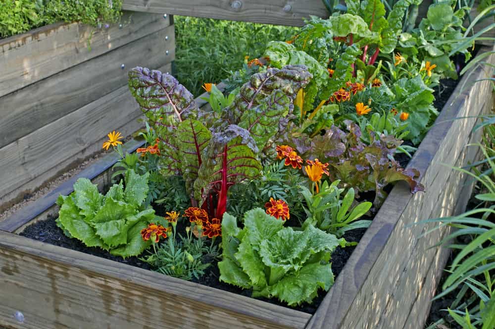 small multicolored garden