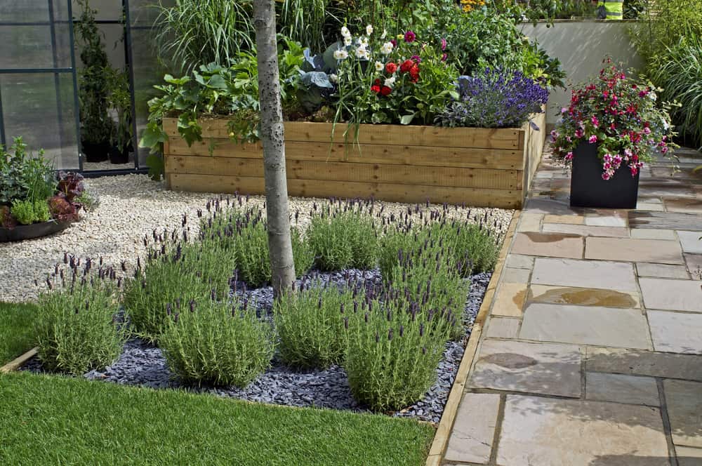 raised garden tree and ferns