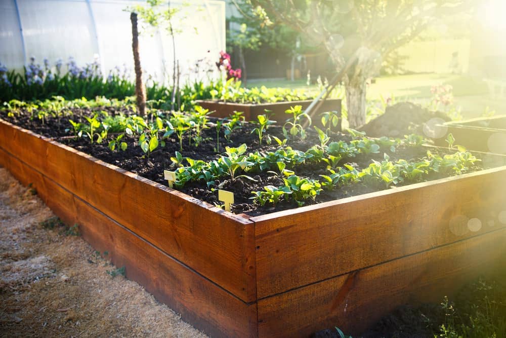 polished wood garden box