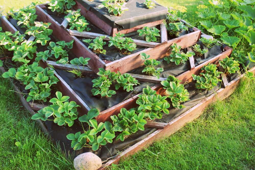stepped pyramid triangles garden
