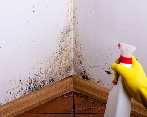 Remove Mold from walls